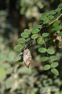 常见的膀胱番泻树分支拉丁名Coluteaarbor背景图片