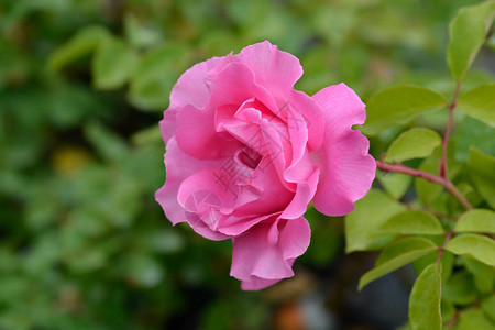 麦卡特尼玫瑰拉丁名罗莎图片