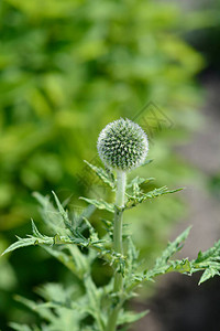 南球蓟花蕾拉丁名Echinops背景图片