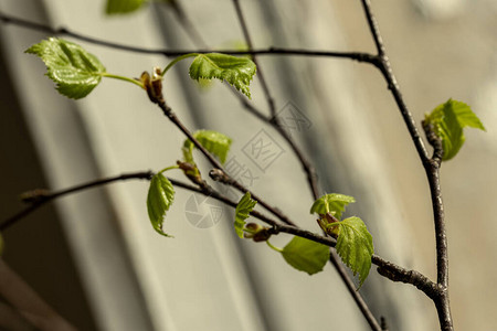 绿色树叶和树枝在春天盛开背景模糊背图片