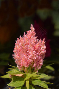 鸡冠粉红色花拉丁名Celosiaargentea背景图片