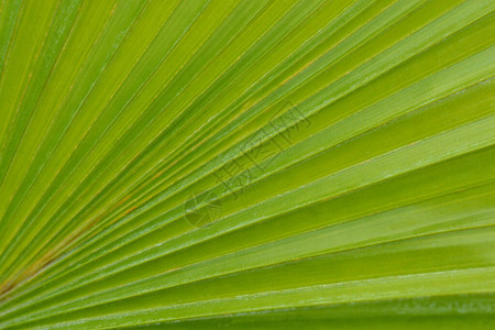 圆叶喷泉棕榈叶细节拉丁名称LivistonarotundifoliaSaribusrotundif背景图片
