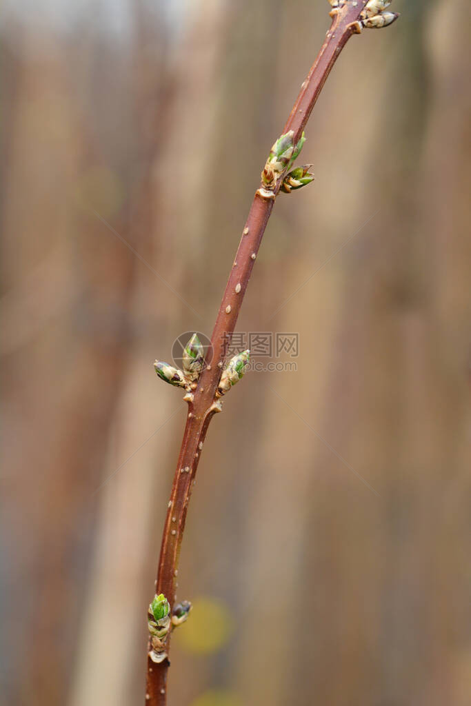 边境连翘花蕾拉丁名Forsythiaxinte图片