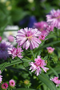 新比利时紫苑户外花园高清图片
