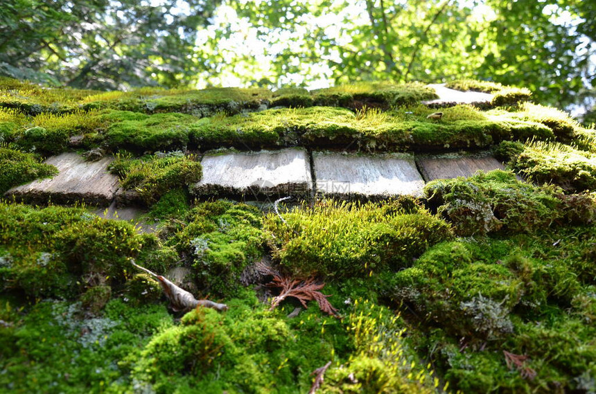 磨损或风化的木质屋顶瓦片或带有绿色苔藓的瓦片图片