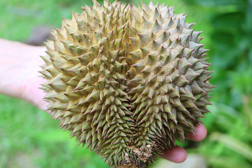 泰国Durian水果小型心形小体图片
