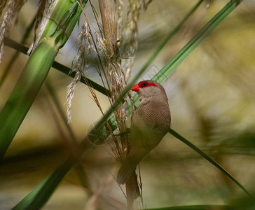 牧草中间吃种子的小鸟Estrilda图片