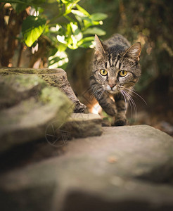 虎斑国内短毛猫在灌木丛中狩猎图片