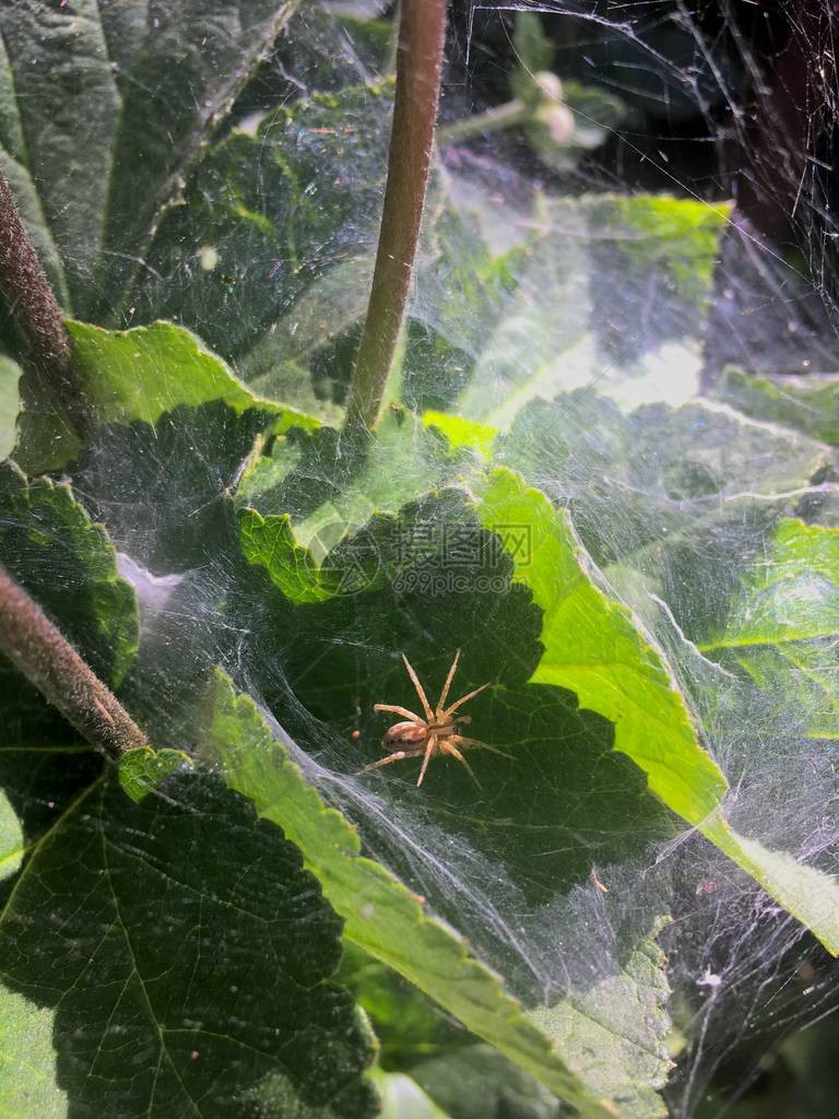 在美国犹他州盐湖城红黄油花园的蜘蛛图片