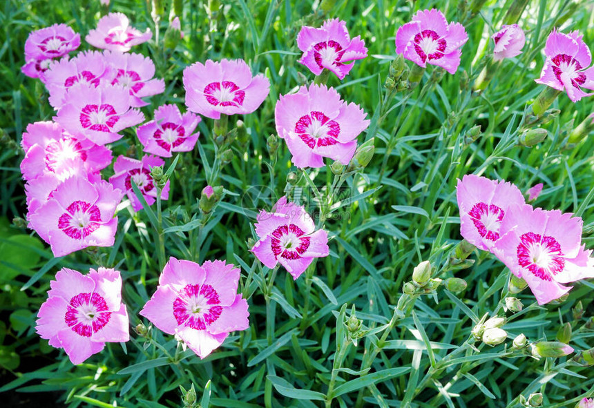 草丛中有许多粉红色的小紫苑图片