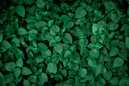 安徽翡翠公园花园里茂密的深绿色叶子翡翠绿叶纹理自然抽象背景热带雨林上面有自然图案的深绿色叶子的视图热带植插画