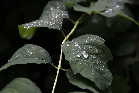 雨滴落在叶子上图片