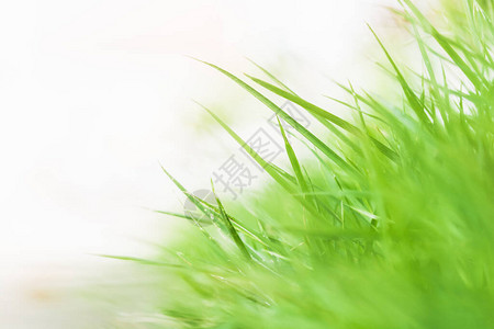 青绿色的自然植物背景图片