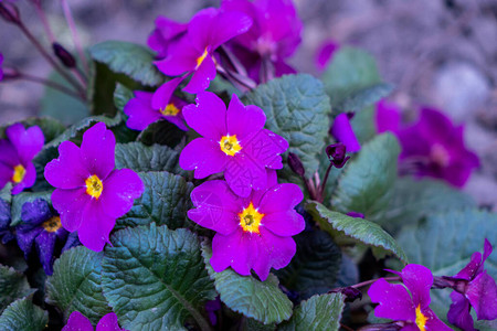 紫色花园紫花背景图片