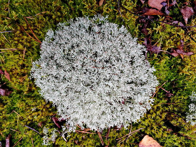 YagelcladoniarangiferinaHoffm白俄罗斯森林在秋天初这种类的苔类含有强效抗生素图片