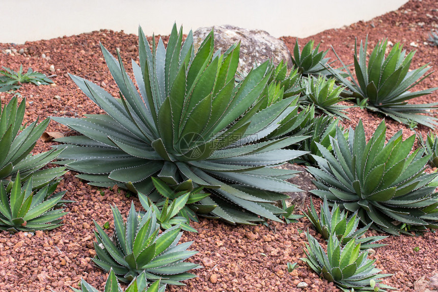 室外花园中装饰的龙舌兰植物图片