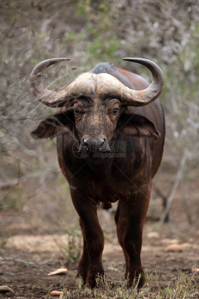 非洲水牛或角水牛Synenceruschaffer在穿过灌木丛时躲藏在图片