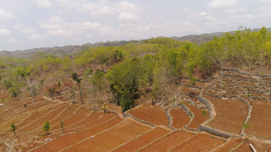 以稻田和山丘中的农田观察亚洲的农业风景图片