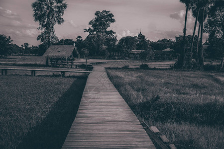 沿泰国稻田大米田道的木桥人图片