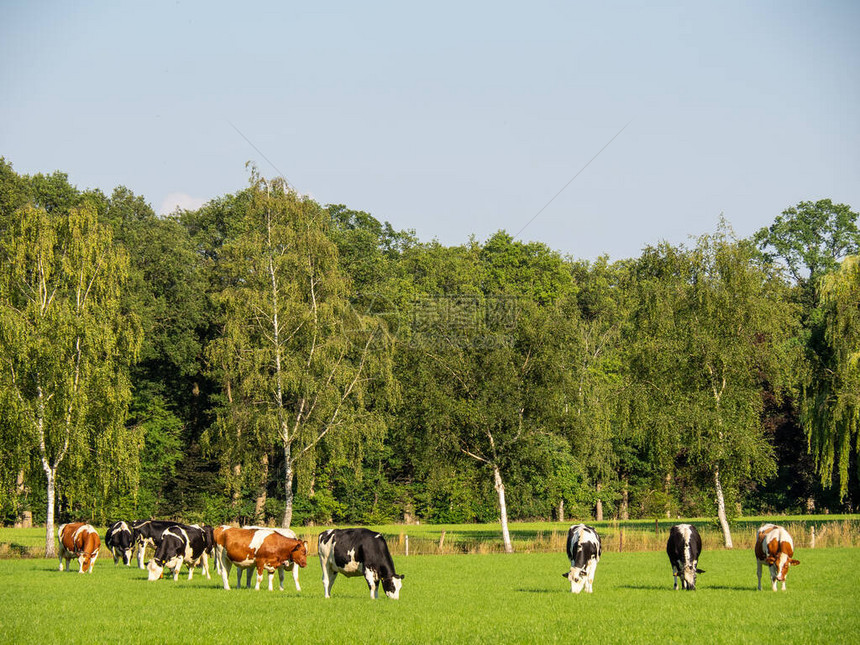 荷兰的奶牛和磨坊图片