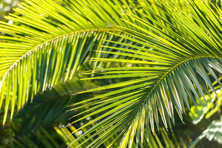 热带棕榈树枝关闭阳图片