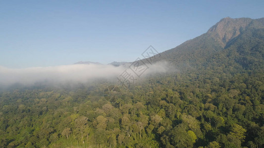 鸟瞰热带森林覆盖着茂密的植被和山脉的云层图片