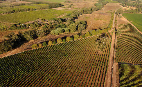春季在著名的Stellenbosch葡萄酒区附近的绿色葡萄园和树图片