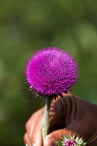 一只手握着圆紫色的花朵开花之果绿色图片