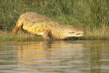 位于河岸的尼罗河鳄鱼CrocodyclusNetegr图片