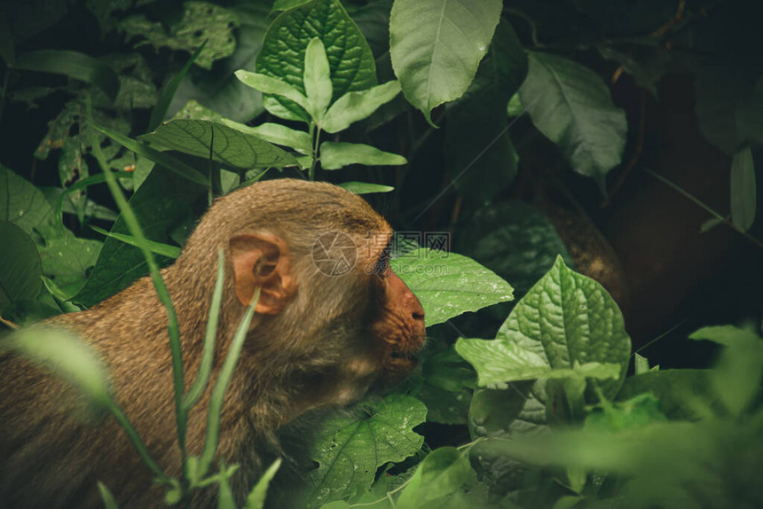 藏在越南CucPhuong公园黑暗树叶中的北部猪尾马卡克MacacaLe图片
