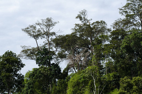马来西亚PerakBelum皇家国公园热带雨图片