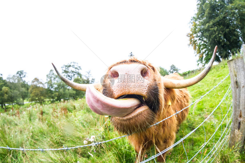 关闭一头大苏格兰高地公牛的舌头图片