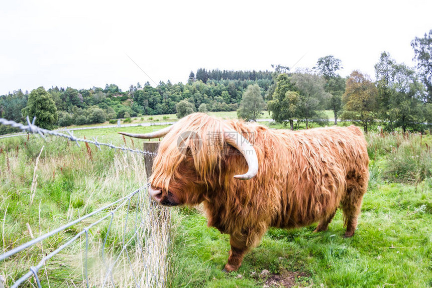 在苏格兰高地的青绿新草原上紧贴着图片