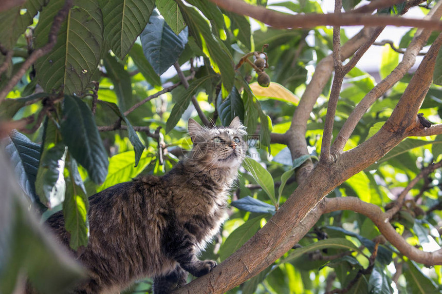 一只棕色虎斑流浪猫在枇杷树上寻找猎物的全身轮廓图片