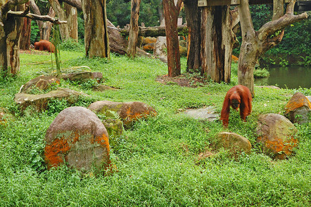 新加坡曼代草原上的新加坡动物园Zooran图片