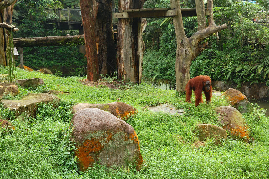 新加坡曼代草原上的新加坡动物园Zooran图片