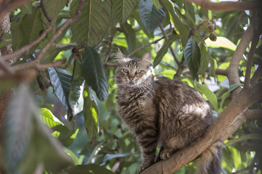 一只棕色虎斑流浪猫坐在枇杷树上盯着观察者的全身侧面肖像图片
