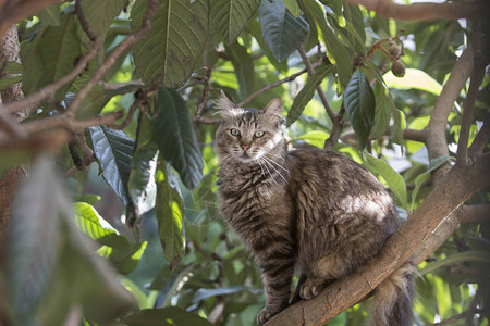 一只棕色虎斑流浪猫坐在枇杷树上盯着观察者的全身侧面肖像图片