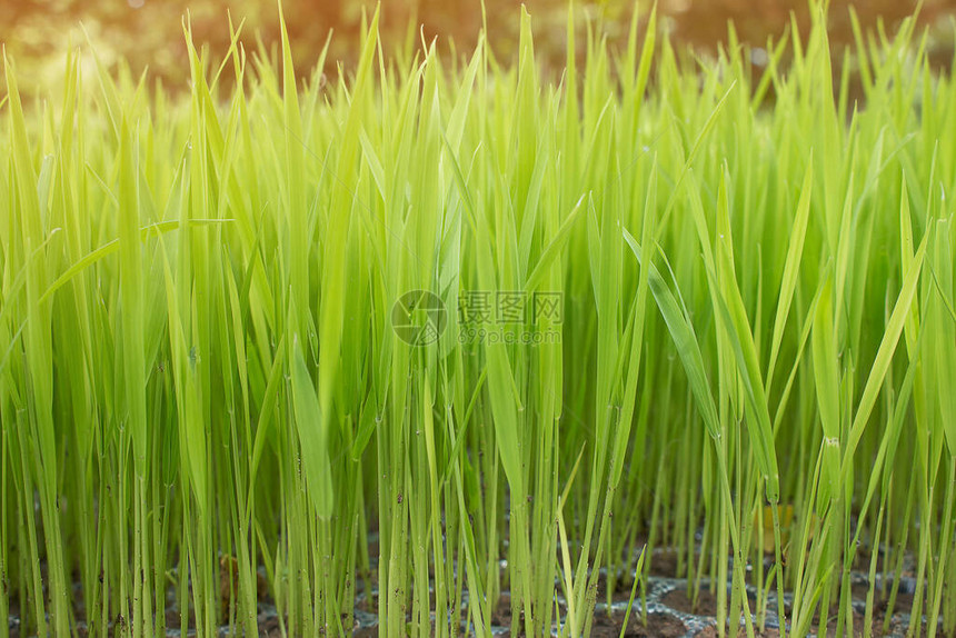 水稻幼苗水稻植物或水稻植物的开始图片