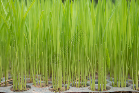 水稻幼苗水稻植物或水稻植物的开始图片