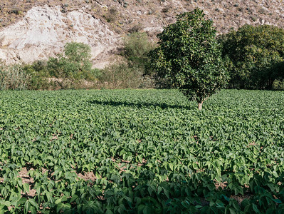 播种小豆植物15天阳图片