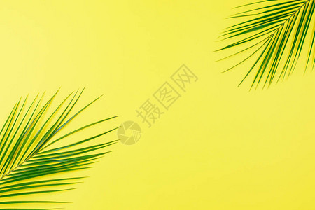 绿色热带树叶棕榈树在黄色背景上图片