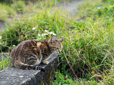 可爱的虎斑小猫坐在草地上图片