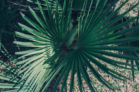Sabal小家族的大片绿棕榈叶天然热图片