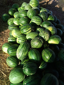 成熟的西瓜作物位于户外图片