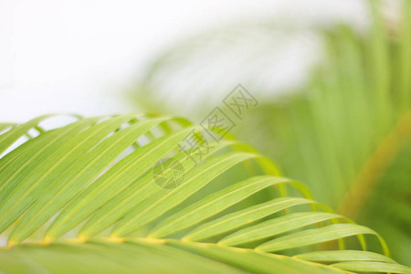 绿色热带棕榈叶图片