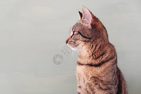 美丽的欧洲短头发小猫坐在面纱绿色背景旁背景图片