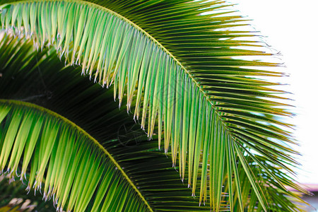 关闭绿色棕榈叶异国情调的概念图片