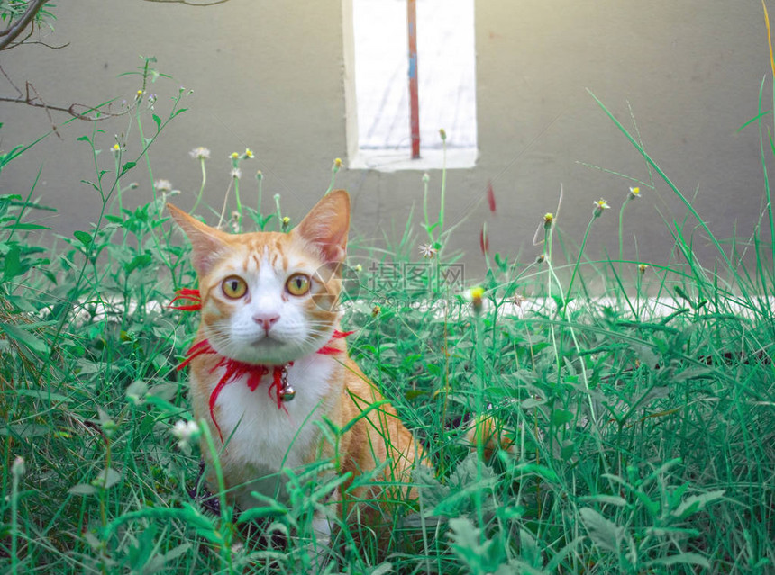 可爱的小猫们在草坪上玩耍用壁纸或动物形图片