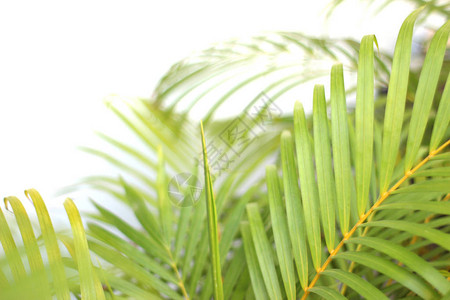 绿色热带棕榈叶图片